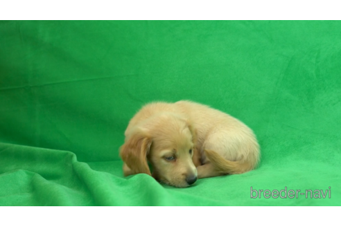 成約済の東京都のミニチュアダックスフンド(ロングヘアード)-154156の2枚目